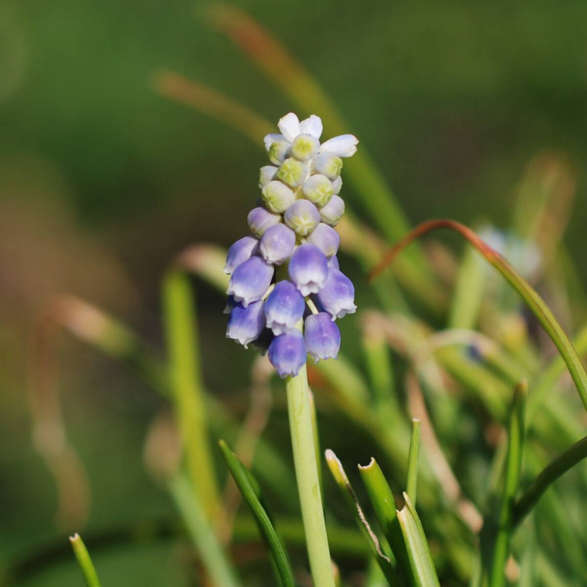 ムスカリ タッチオブスノー 10球 球根 宿根草 山野草拍卖