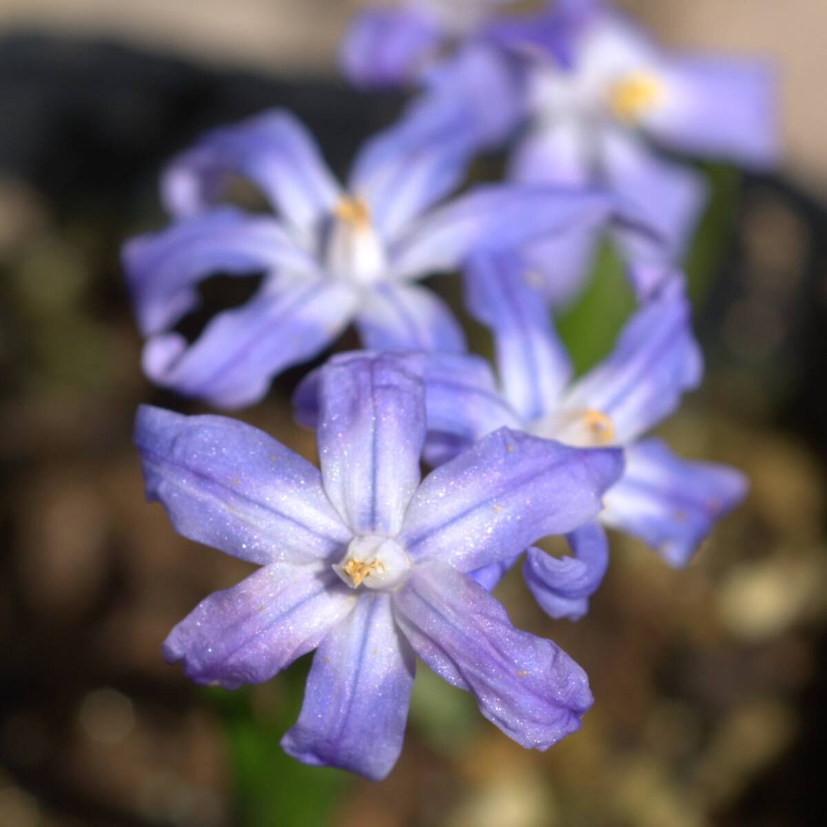 チオノドクサ ルシリエ 15球 球根 宿根草 山野草拍卖