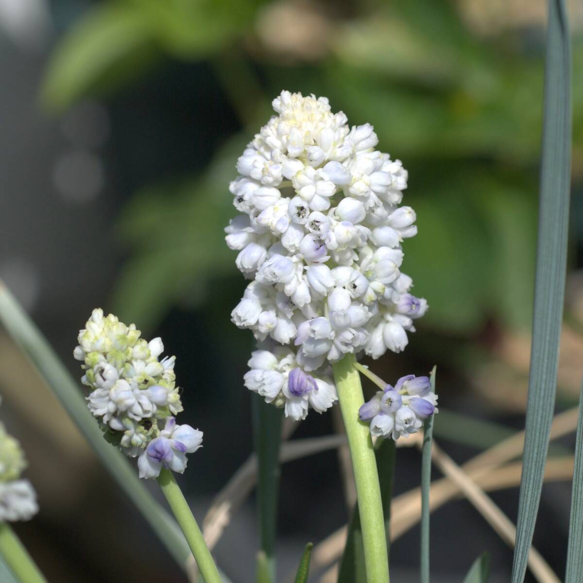 ムスカリ ネイチャービューティー 5球 球根 宿根草 山野草拍卖