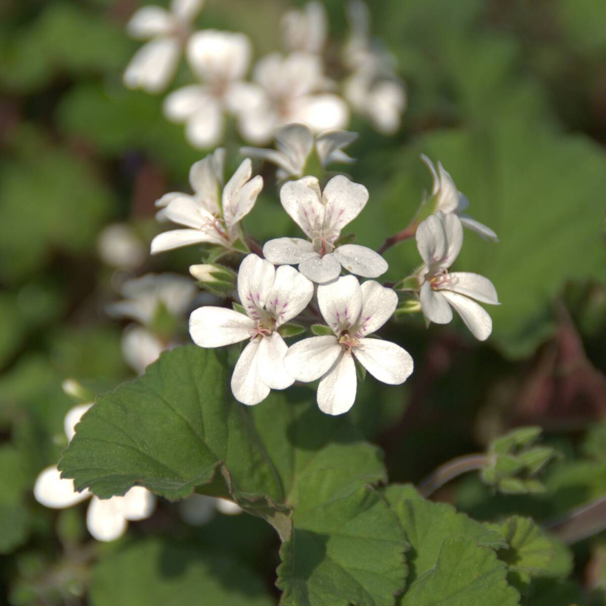【強健】 ペラルゴニウム オーストラーレ 宿根草 山野草拍卖
