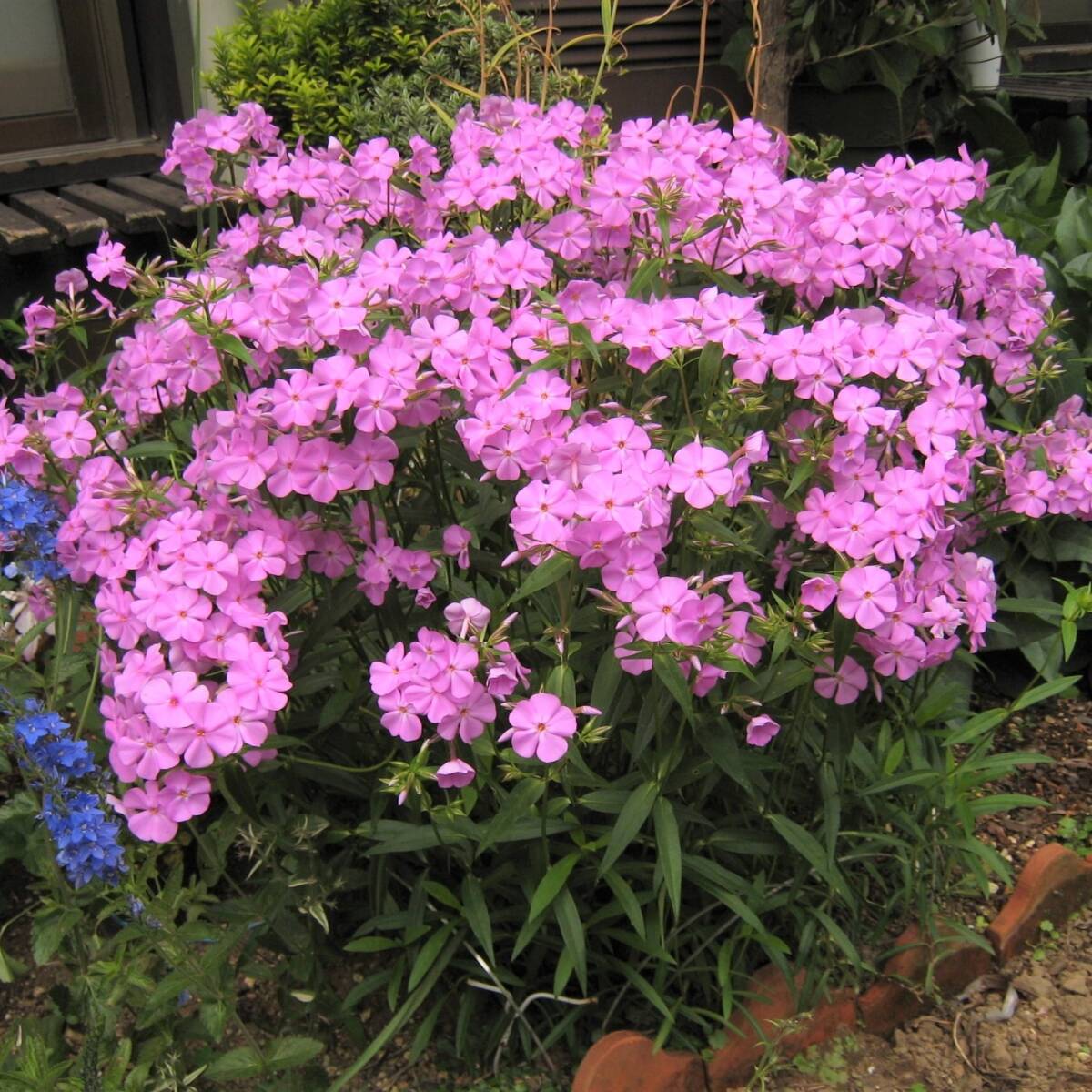 【強健】 フロックス カロライナ ビルベーカー 宿根草 山野草拍卖