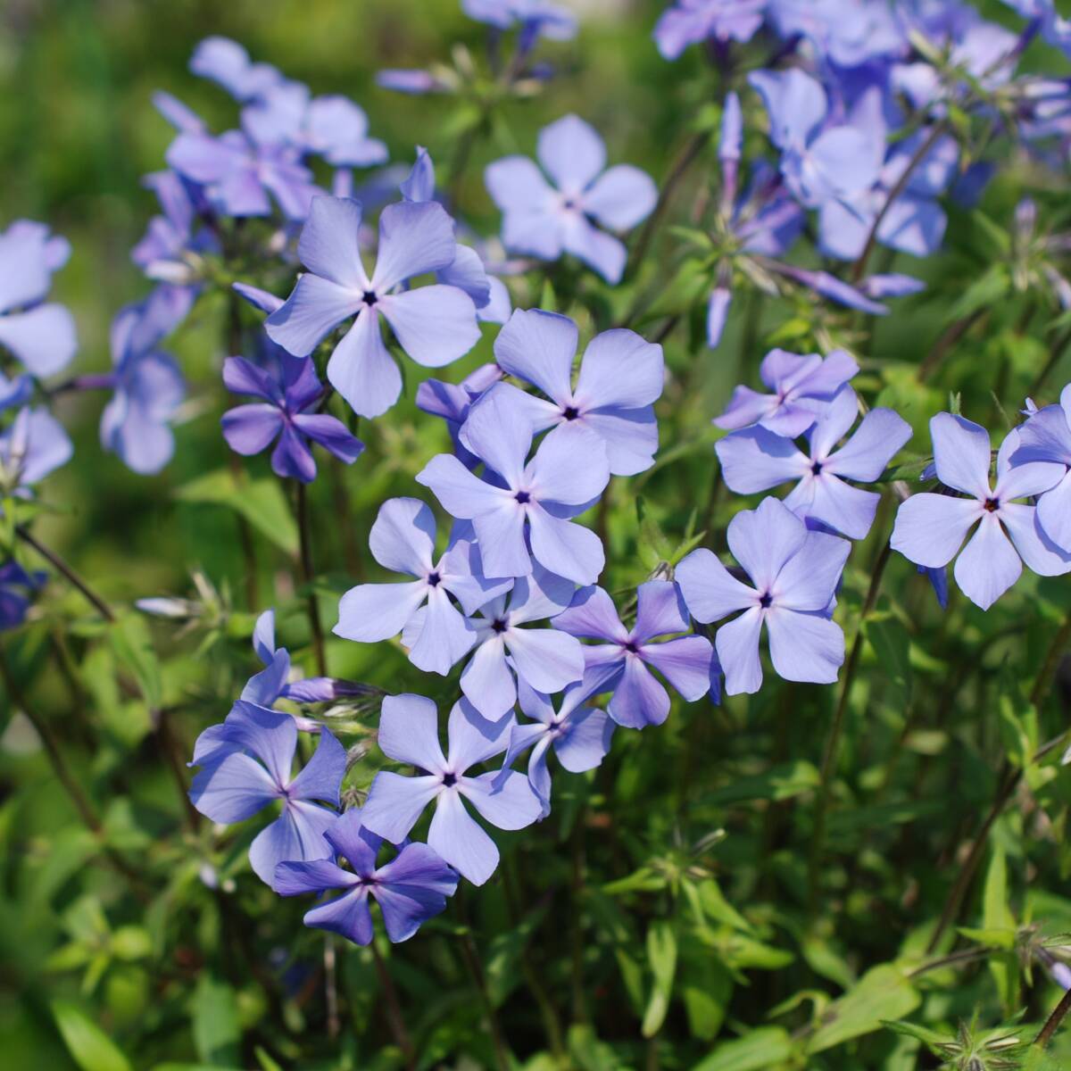 【這性】 フロックス ディバリカータ ブルー 宿根草 山野草拍卖