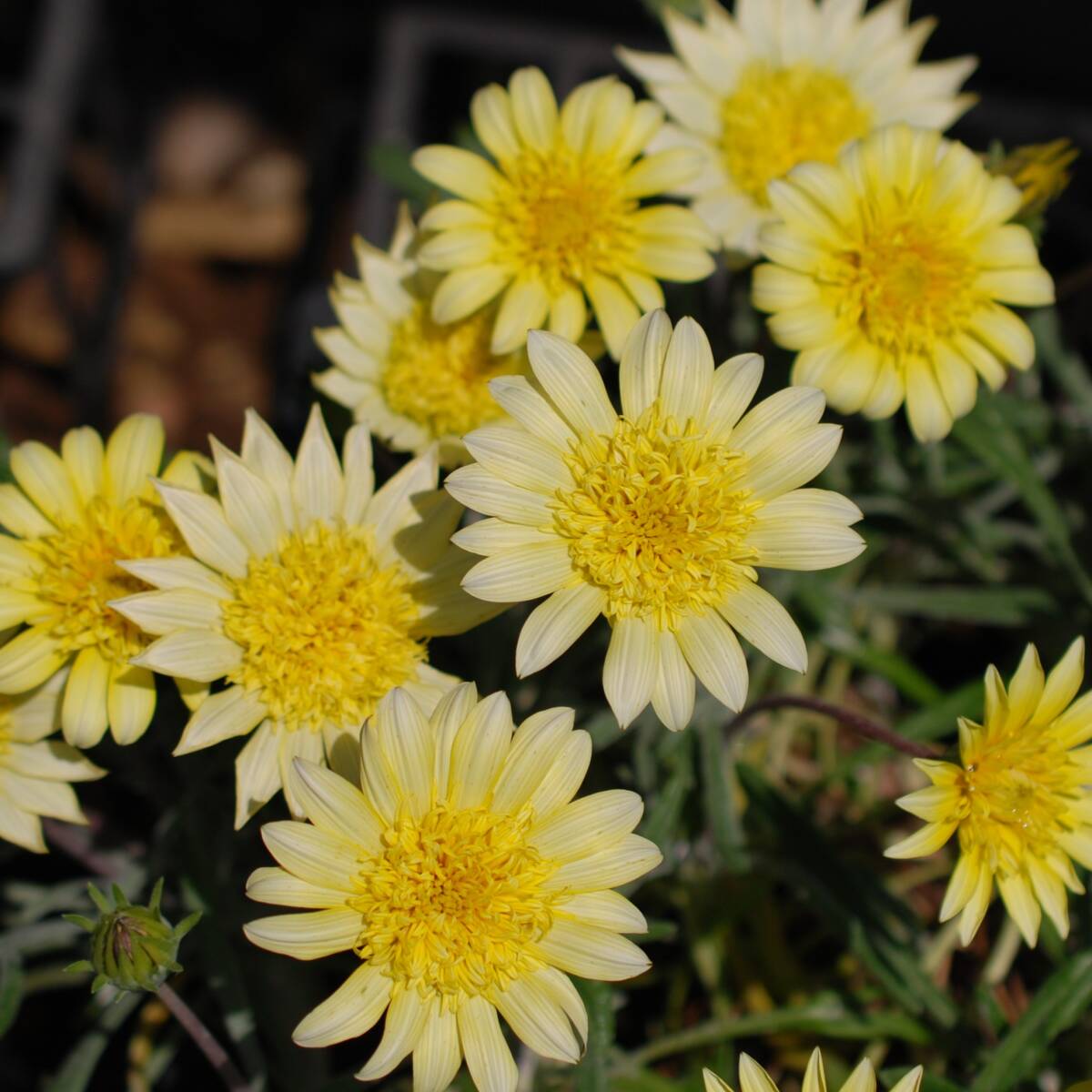 【シルバーリーフ/強健】 ガザニア カナリーイエロー 宿根草 山野草拍卖