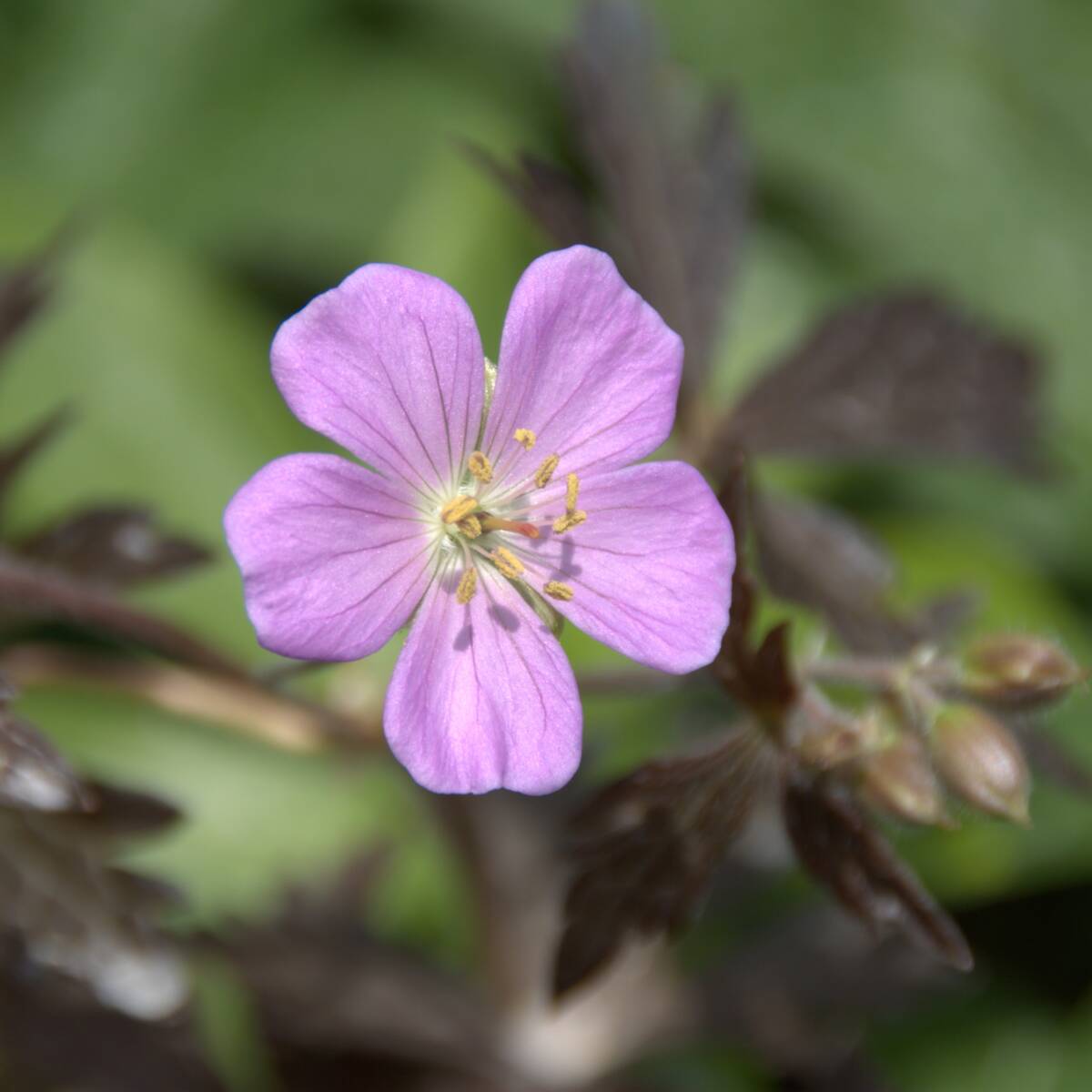 【ブロンズリーフ】 ゲラニウム マクラタム エリザベスアン 宿根草 山野草拍卖