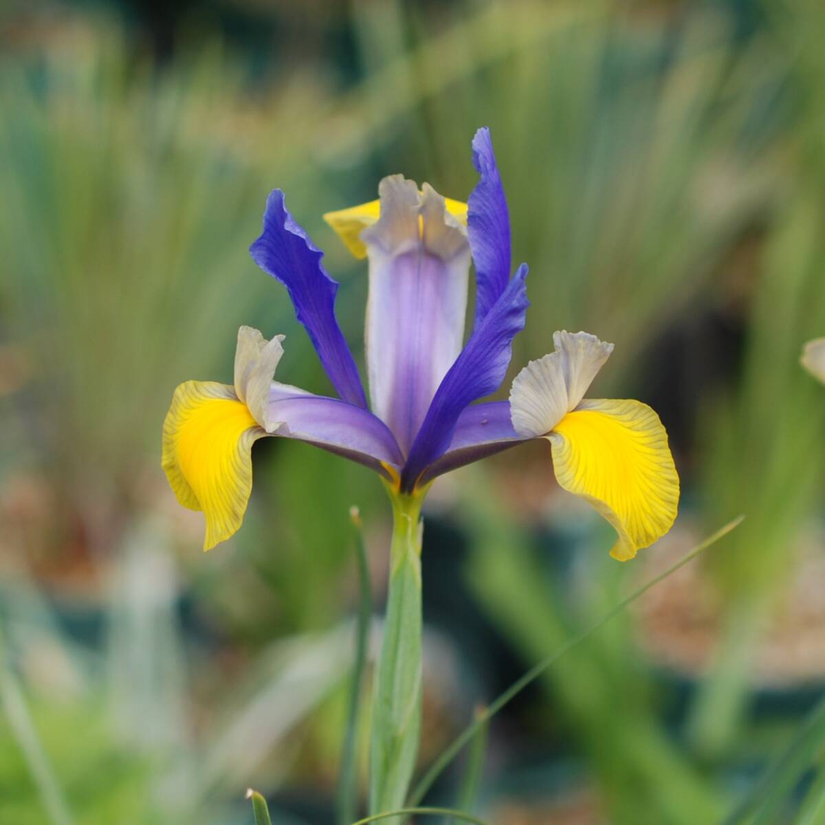 ダッチアイリス ミスサイゴン 10球 球根 宿根草 山野草拍卖