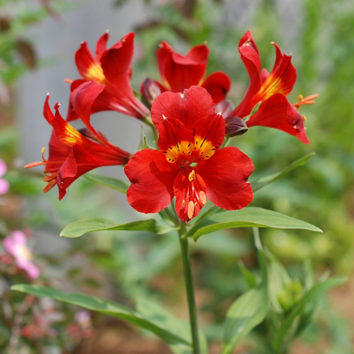 【鮮明】 アルストロメリア マッカナルビー 宿根草 山野草拍卖