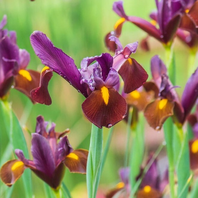 ダッチアイリス レッドエンバー 10球 球根 宿根草 山野草拍卖
