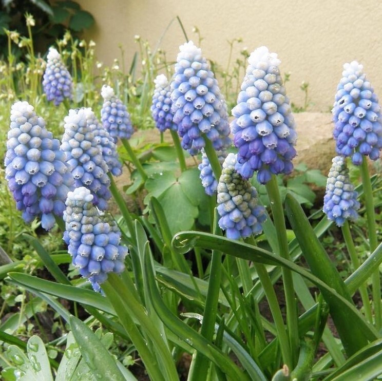 ムスカリ オーシャンマジック 10球 球根 宿根草 山野草拍卖