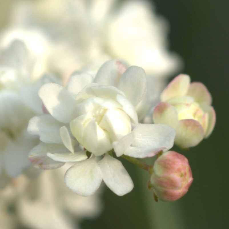 【八重咲】 フィリペンデュラ フローレプレノ ロクベンシモツケ 宿根草 山野草拍卖