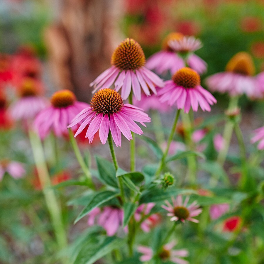 【強健】 エキナセア プルプレア 宿根草 山野草拍卖
