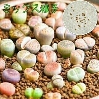 種子50粒 リトープスMIX種子 メセン 管理説明書付 多肉植物拍卖