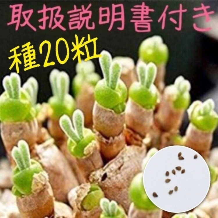 種子20粒 モニラリア うさぎの耳 育て方説明書付 多肉植物拍卖