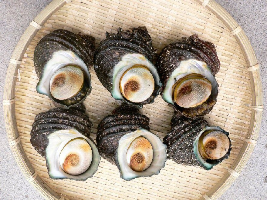 ◆◇ 活きさざえ 1Kg(6~7個) 【 兵庫県 淡路島 】)゜)))彡 ◇◆拍卖