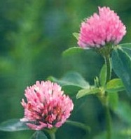 赤色クローバー あかつめ草 50粒拍卖