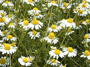 ジャーマンカモミール 100粒(化粧水とティーのレシピ付).拍卖