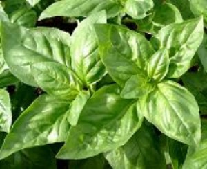 イタリア野菜 スイートバジル 50粒拍卖