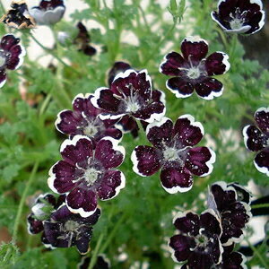 ネモフィラ ペニーブラック 20粒拍卖