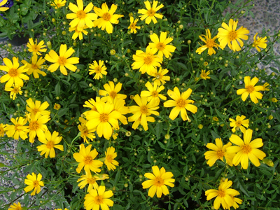 マリーゴールド メキシカン イエロー 30粒拍卖