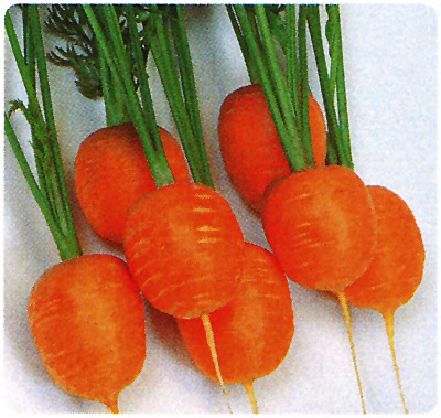 丸いミニにんじん 40粒拍卖