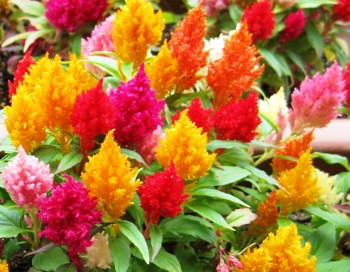 羽毛ケイトウ 50粒拍卖