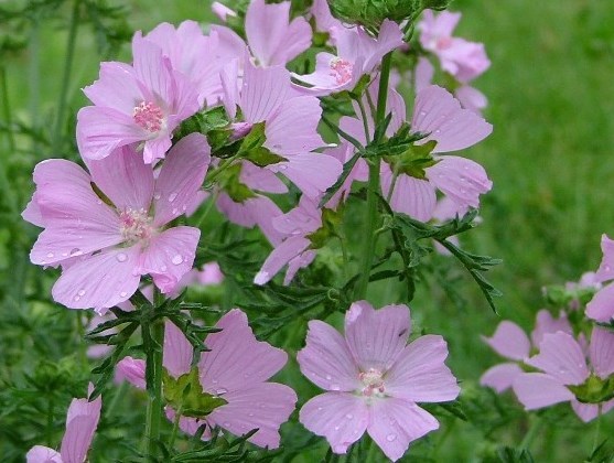 ムスクマロウ ローズ 10粒 ハーブ拍卖