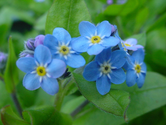 わすれな草 ブルー 30粒 拍卖