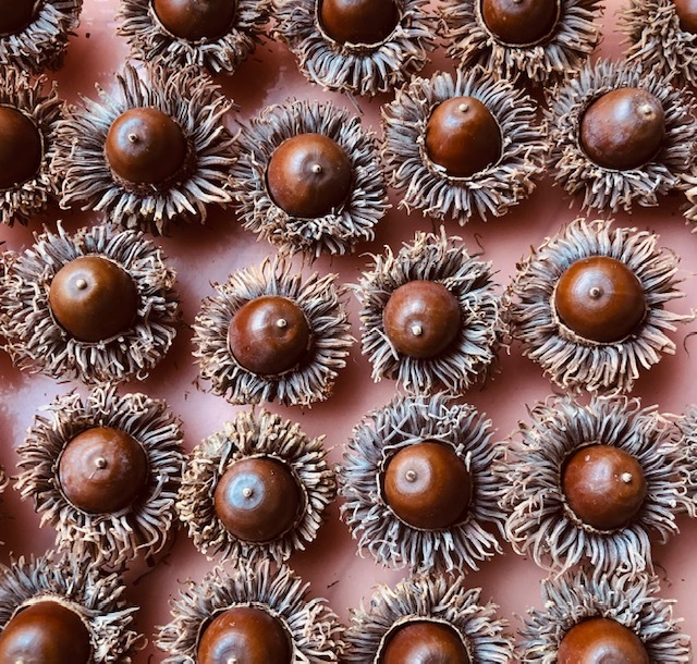 どんぐり【クヌギ】帽子付 40個拍卖