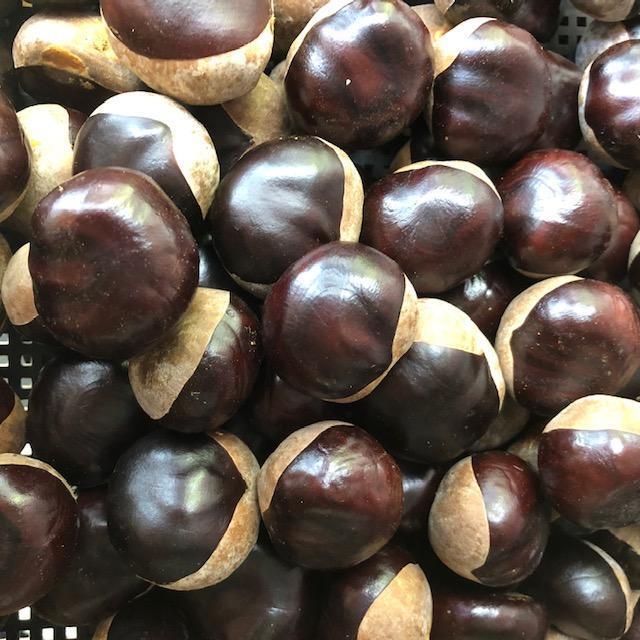 大きめ 栃の実 3~4cm 50個拍卖