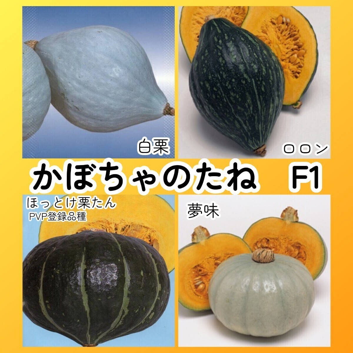 匿名配送無料◆F1カボチャ種セット4◆白栗+ロロン+ほっとけ栗たん+夢味◆白皮 ラグビーボール型 短節間南瓜 かぼちゃ拍卖