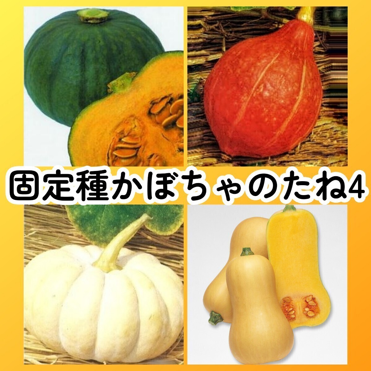 匿名配送無料◆固定種カボチャ種4◆東京南瓜(芳香青皮栗南瓜)+打木赤皮甘栗南瓜+白皮砂糖南瓜+バターナッツ拍卖