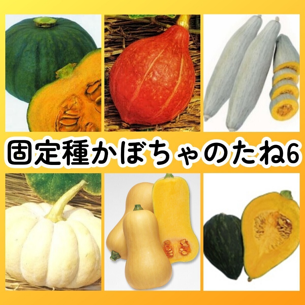匿名配送無料◆固定種カボチャ種6◆東京南瓜(芳香青皮栗南瓜)+打木赤皮甘栗南瓜+飛騨南瓜+白皮砂糖南瓜+バターナッツ+きぬごし拍卖
