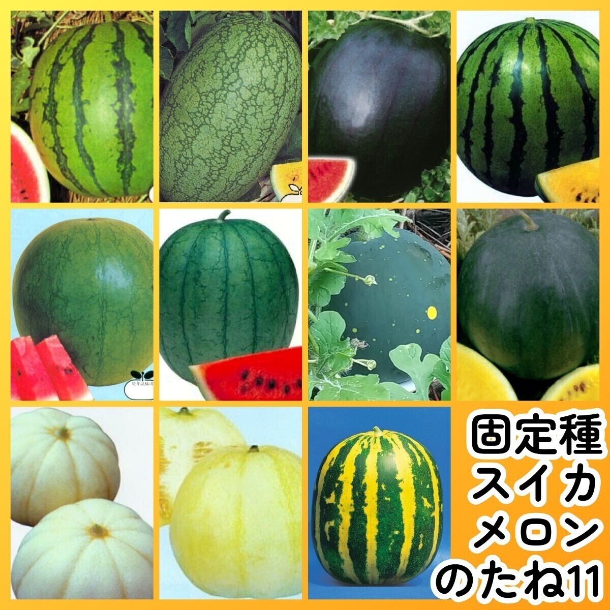 匿名配送無料◆固定種スイカメロン種11◆新大和二号嘉宝シュガーベイビー旭大和クリーム2号乙女西瓜ムーン菊メロンみずほタイガーメロン拍卖