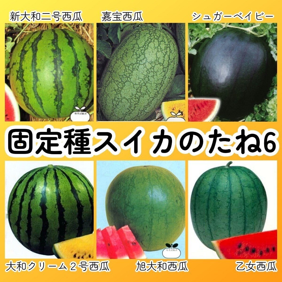 匿名配送無料◆固定種スイカ種6◆新大和二号西瓜+嘉宝西瓜+シュガーベイビー+大和クリーム2号西瓜+旭大和西瓜+極早生乙女西瓜 すいか拍卖