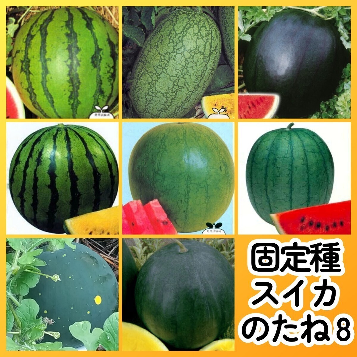 匿名配送無料◆固定種スイカ種8◆新大和二号西瓜嘉宝西瓜シュガーベイビー旭大和西瓜大和クリーム2号西瓜乙女西瓜ムーン&スター黒皮黄肉拍卖