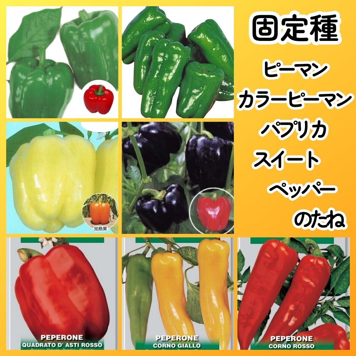 匿名配送無料◆固定種ピーマンパプリカスイートペッパー種7◆カリフォルニアワンダー浜ニュークリーム浜クロピー赤パプリカ黄色赤ホルン型拍卖