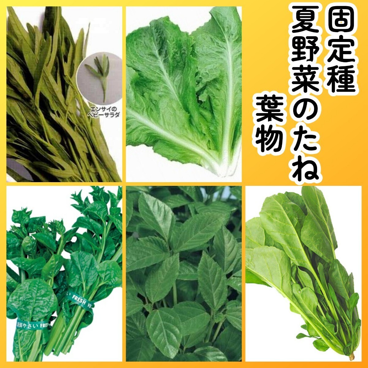 匿名配送無料◆固定種夏野菜の種5葉物◆細葉エンサイなつサラダ空芯菜+リーフレタス沖縄島ちしゃ菜+つるむらさき+モロヘイヤ+山ほうれん草拍卖