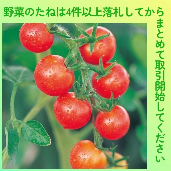 4件以上落札◆トマト種◆シュガーランプ 10粒◆固定種 ミニトマト拍卖