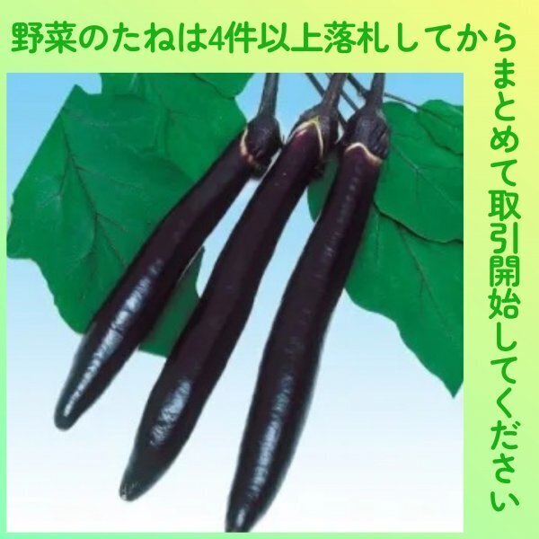 4件以上落札◆ナス種◆博多長茄子 10粒◆固定種なす 博多長ナス 博多長なす拍卖
