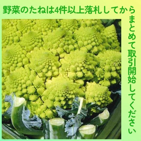 4件以上落札◆カリフラワー種◆ロマネスコRomanescoNatalino 約30粒◆固定種拍卖
