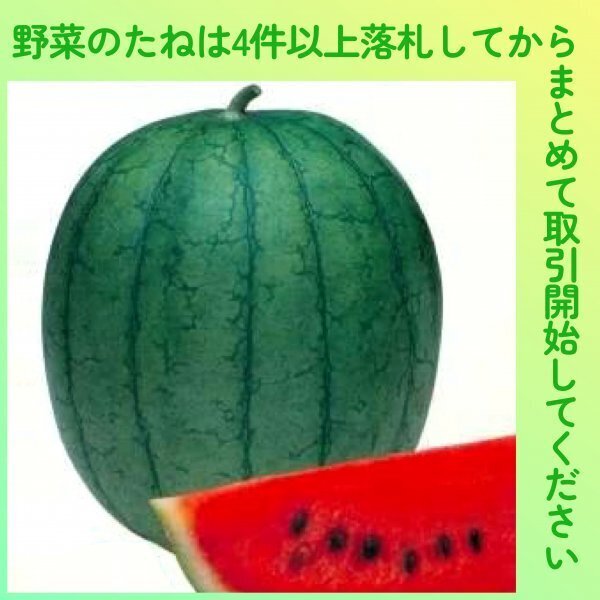 4件以上落札◆スイカ種◆乙女西瓜 3粒◆固定種すいか 赤肉小玉すいか 育てやすい極早生乙女西瓜拍卖