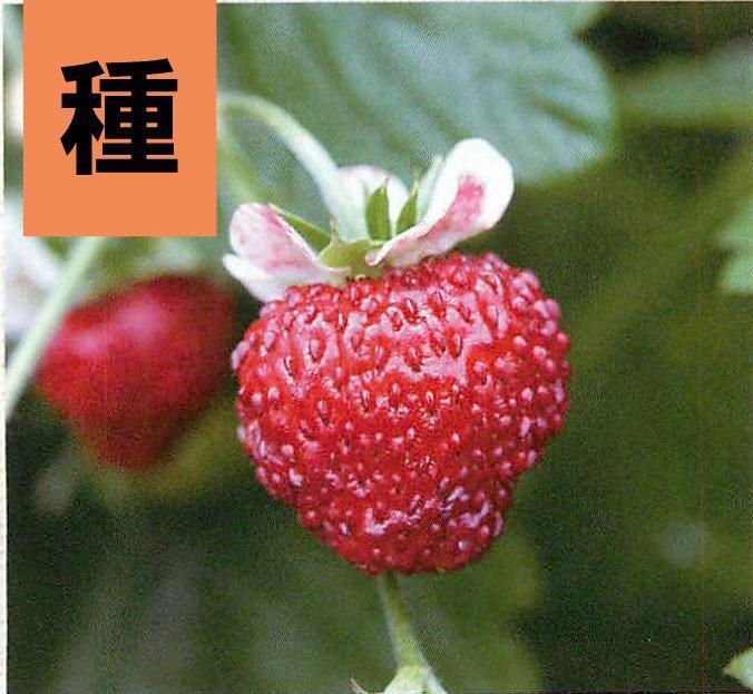 <野菜の種>ワイルドストロベリー ミグノネッテ 30粒拍卖