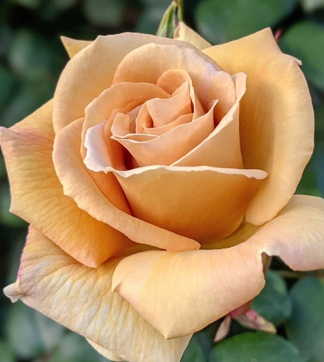 【バター・スコッチ】淡いベージュ色の花弁が魅力の人気品種拍卖