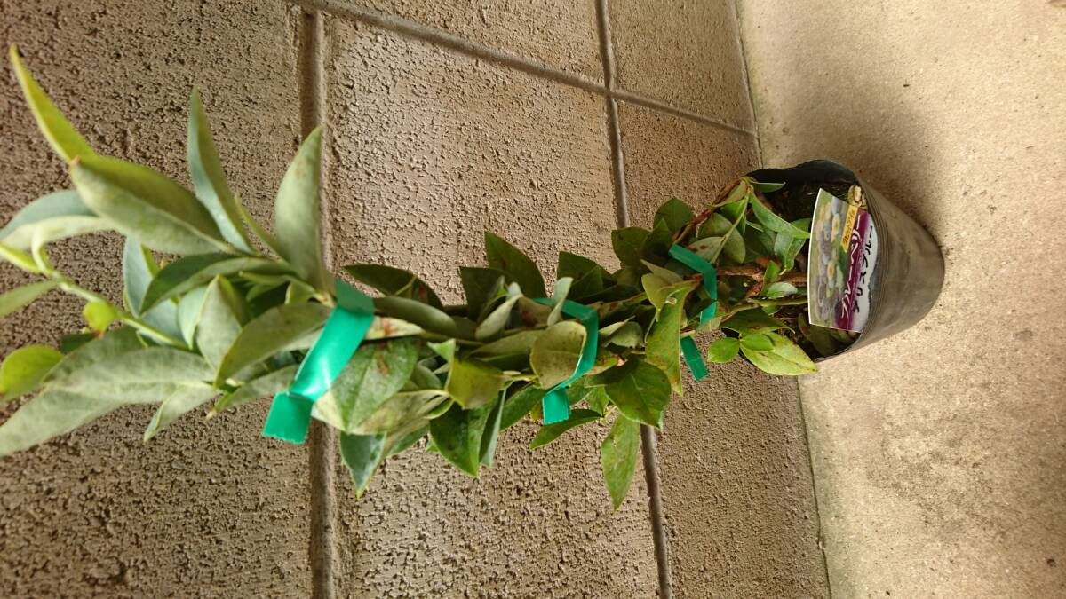 大実ブルーベリー【アリスブルー】丸みのある形が可愛らしい甘い果実のラビットアイ系拍卖