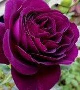 【エブ・タイド 】ビロードのような紫花弁、 咲き進むと青みを増す拍卖