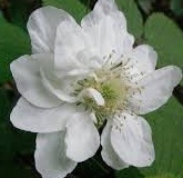 珍しいラズベリー【八重咲クサイチゴ(草苺)】拍卖