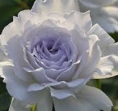 【ガブリエル】中央に淡いパープル、香りは上品でエレガント拍卖