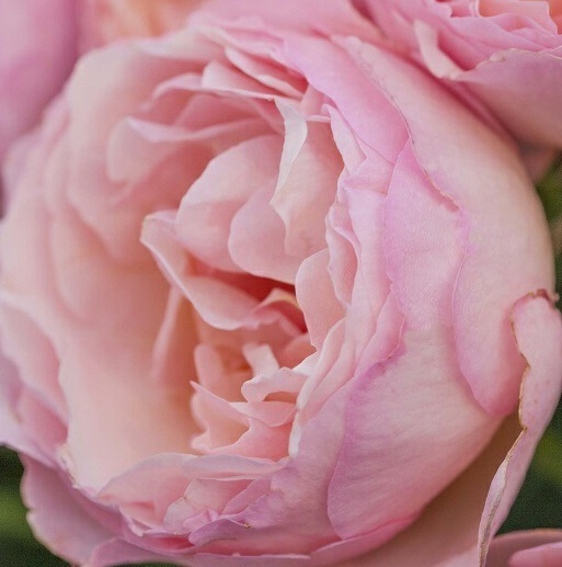 【プリンセス・シャルレーヌ・ドゥ・モナコ】オークルパステルピンクに、フリルがかった花弁が大変豪華拍卖