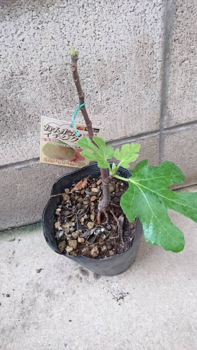 【ホワイトゼノア】芳香が強く、アメリカではケーキ用として利用されるイチジク拍卖