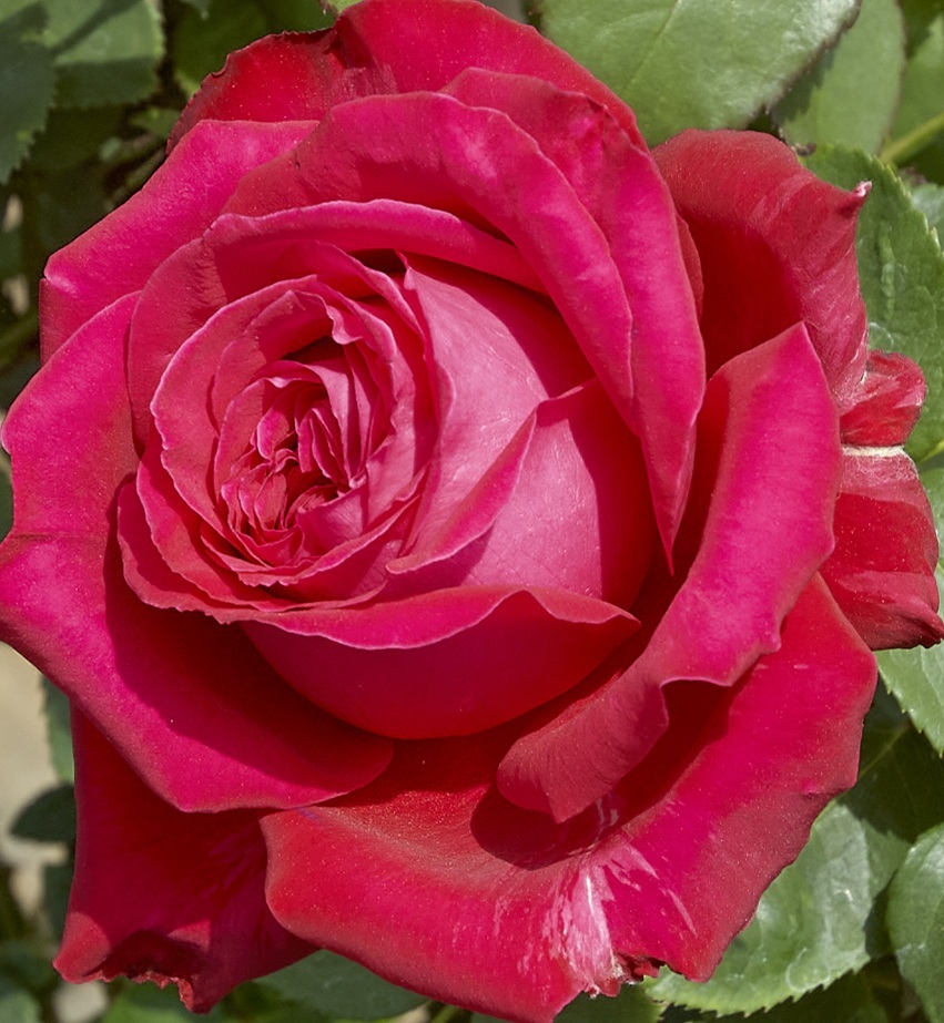 【アレックス・レッド】花弁がぎゅっと詰まったボリューム感ある花形拍卖