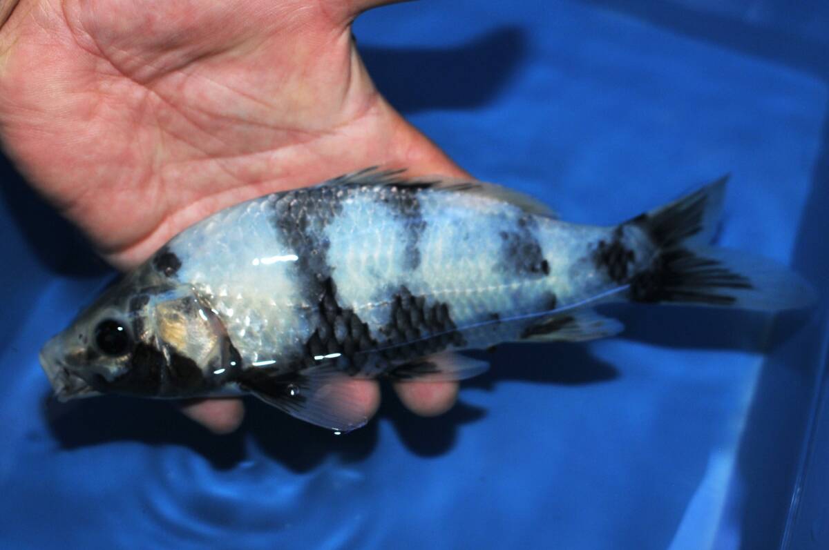 松川バケ 22.5cm拍卖